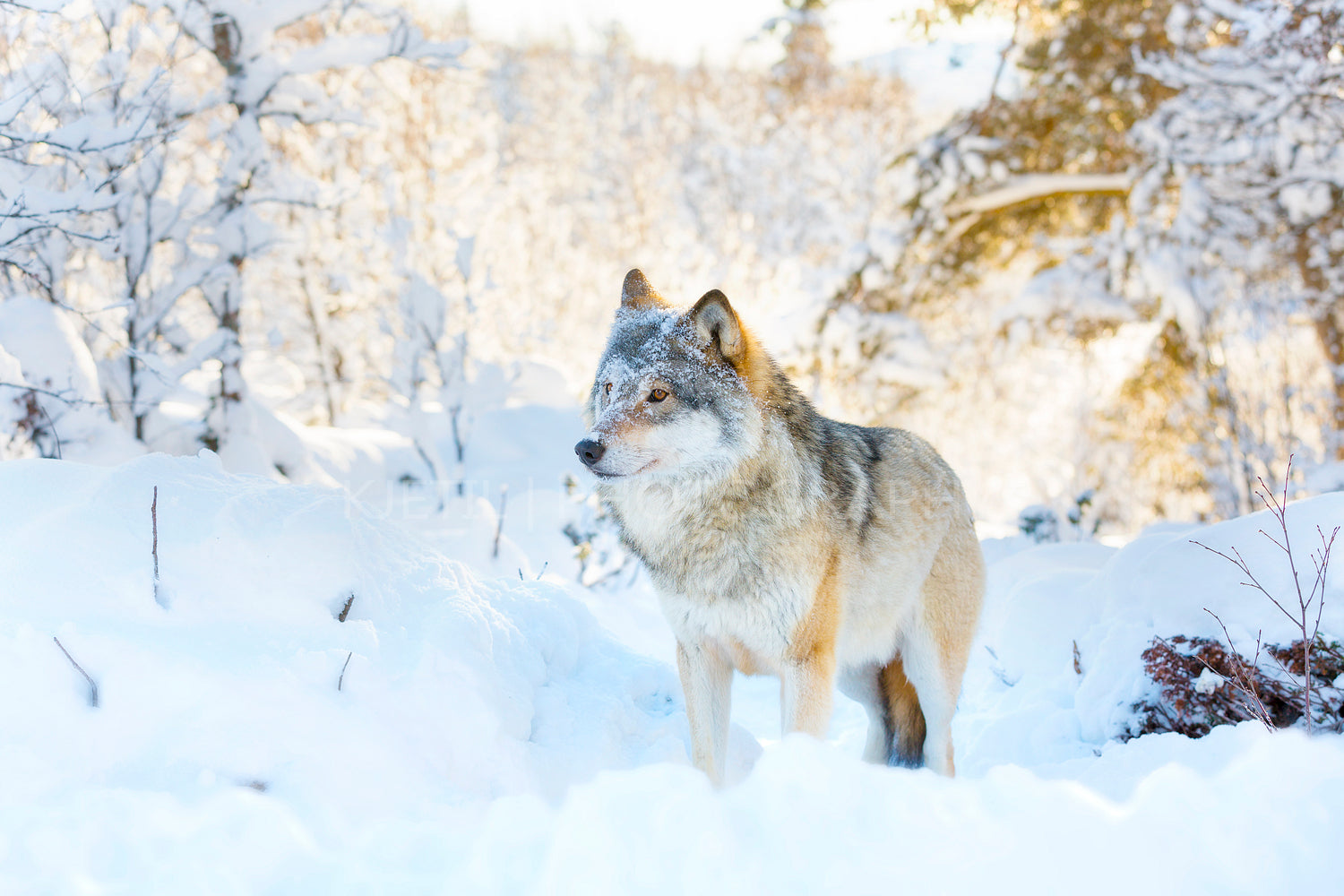 Wolf stands in beautiful and snowy winter landscape