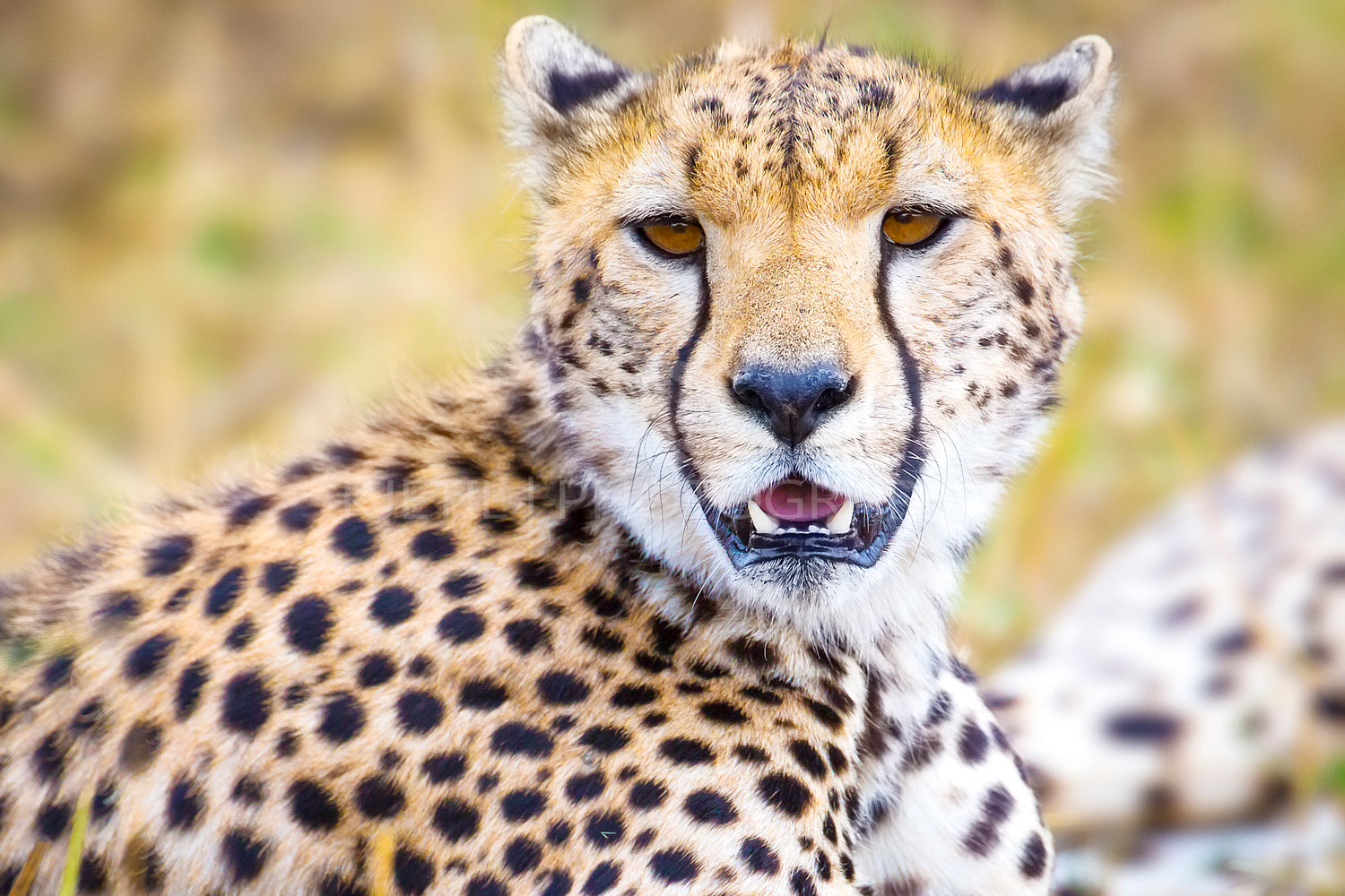 Cheetah at the great plains of Serengeti