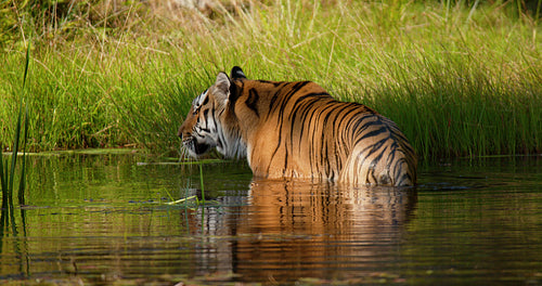 Tiger walking or sneaking in a water pond in the forest