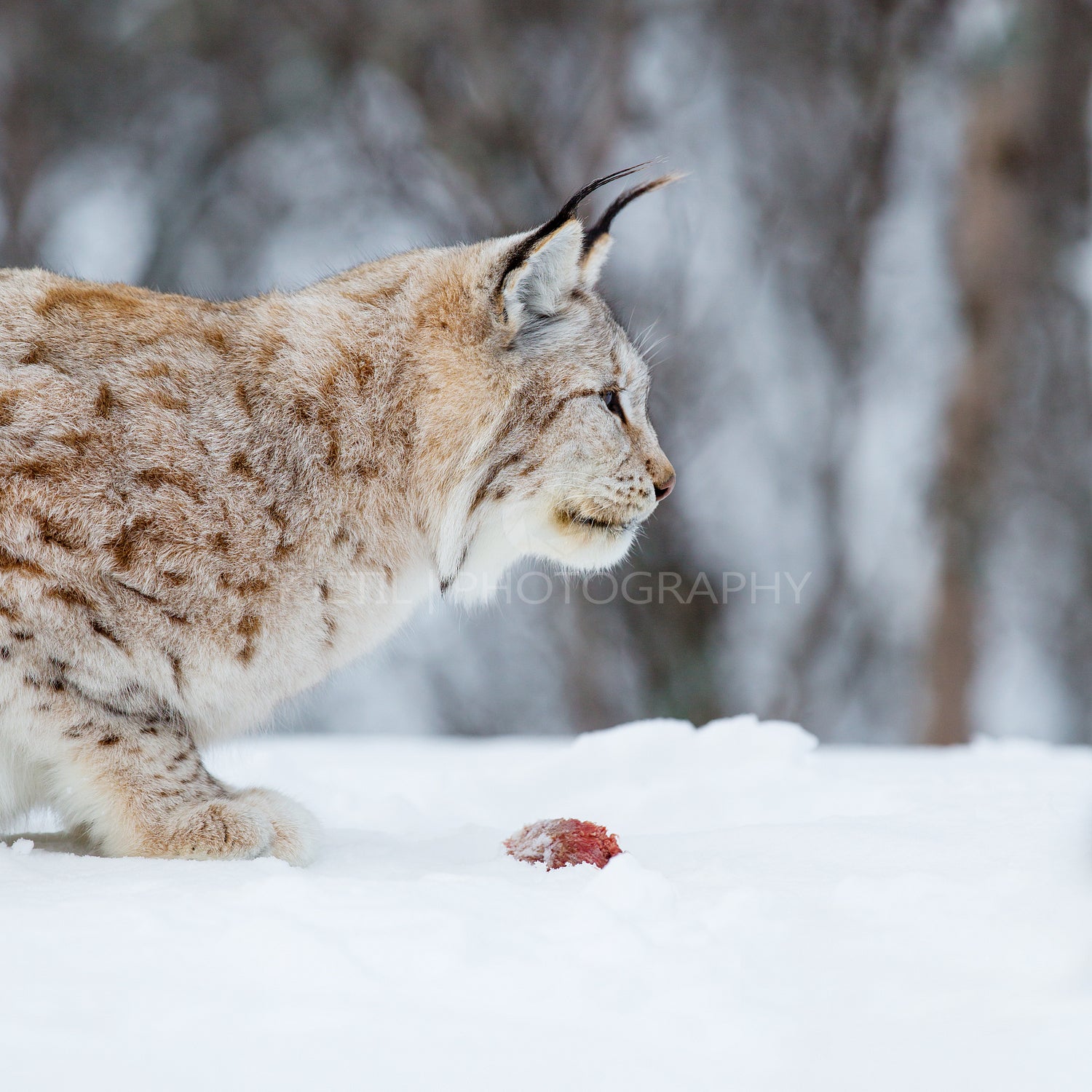 European lynx eating meat