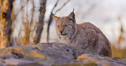 Eurasian lynx resting on a rock in forest looking for prey