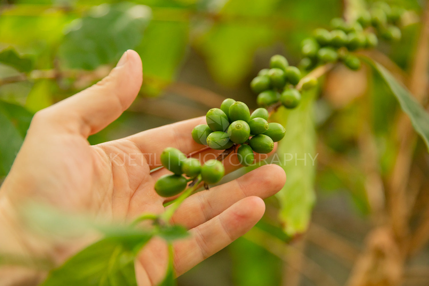 Close-Up Of Man Hand Holding Fresh Coffee Fruits on Twig