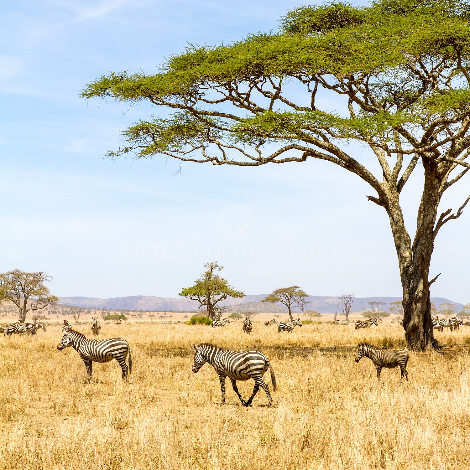 Zebras eats grass at the savannah in Africa