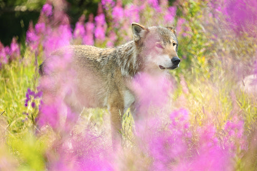 Male grey wolf in beautiful grass meadow in the forest