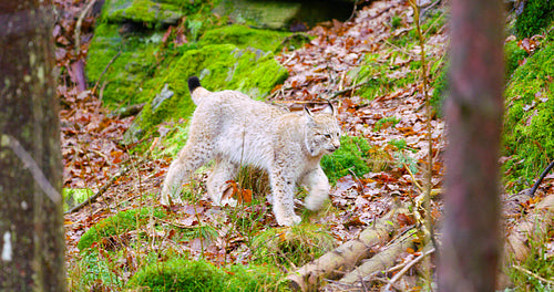European lynx cub walking in the forest