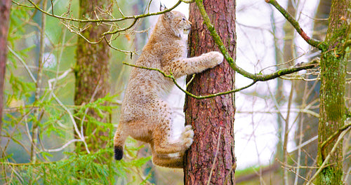 Playfull lynx cat cub climbing in a tree in the forest