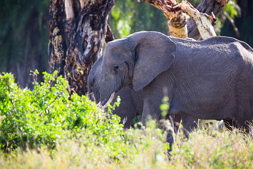 Large elephant eats in Serengeti