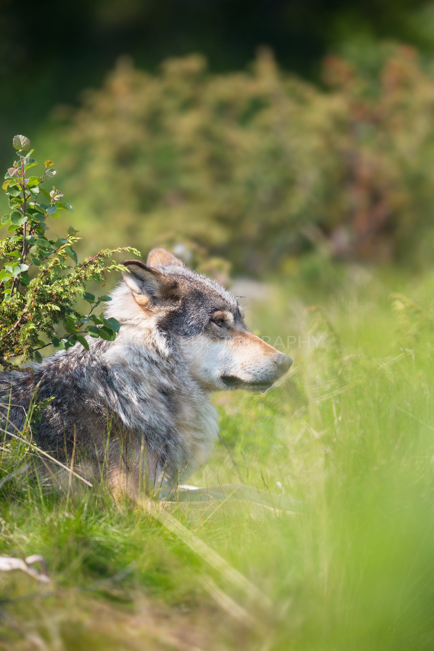 Wolf rests in the grass