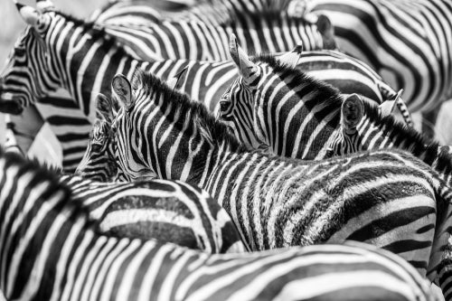 Close up of a flock with black and white zebras