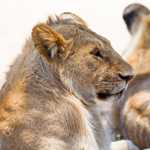 Lion rests in Serengeti