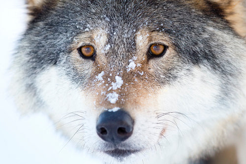 Close-up of a wolfs head in the winter