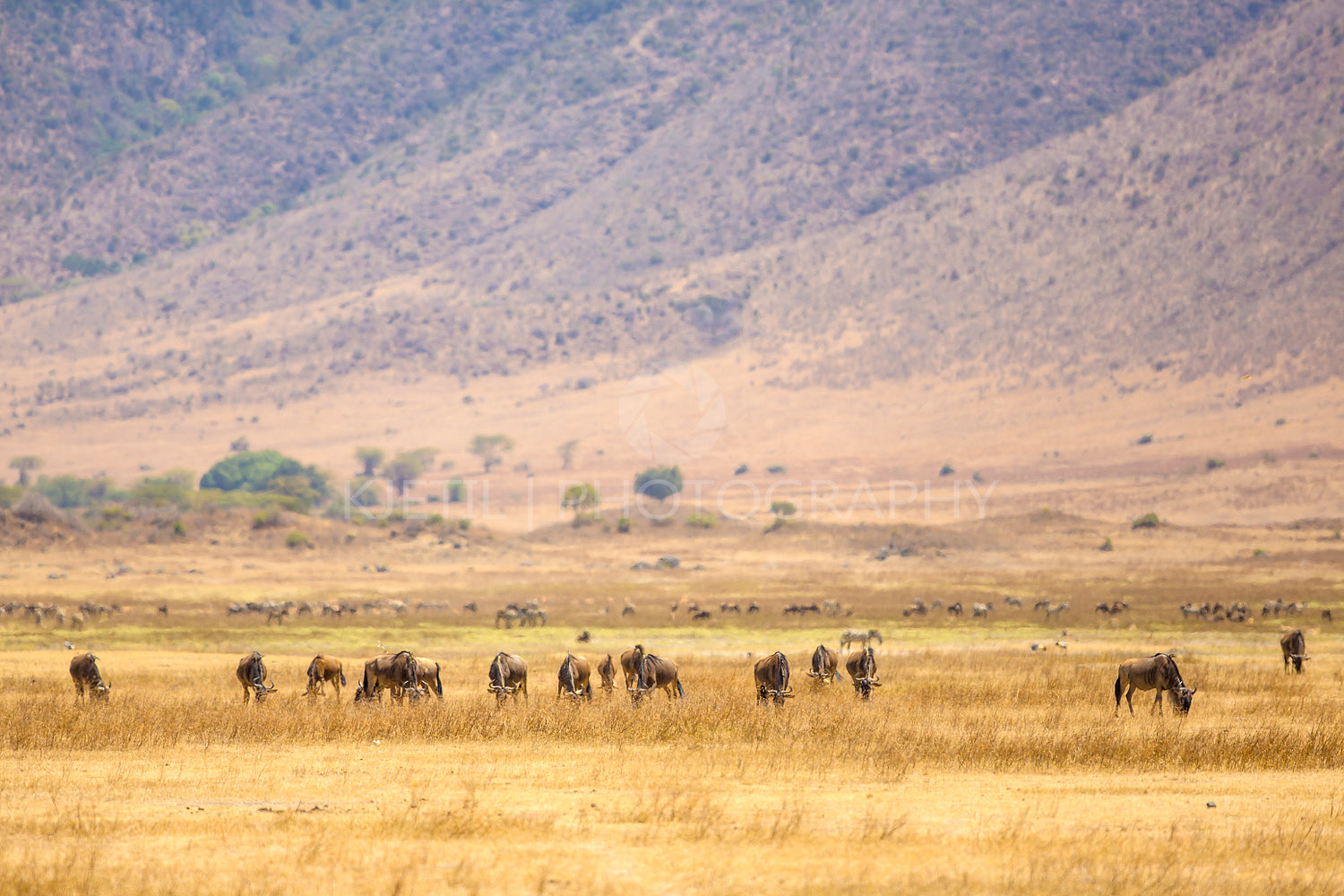 Herds of wildebeests in the Ngorongoro