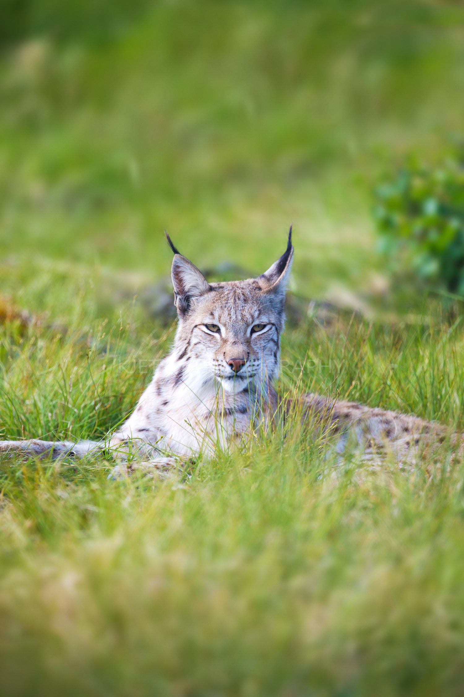 Proud lynx in the grass