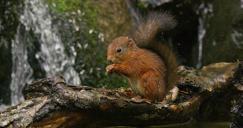 Red squirrel eating food at tree trunk in the water