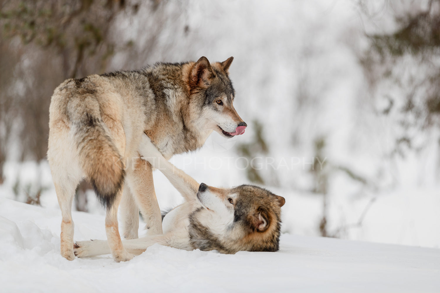 Eurasian wolves roughhousing on snow in nature