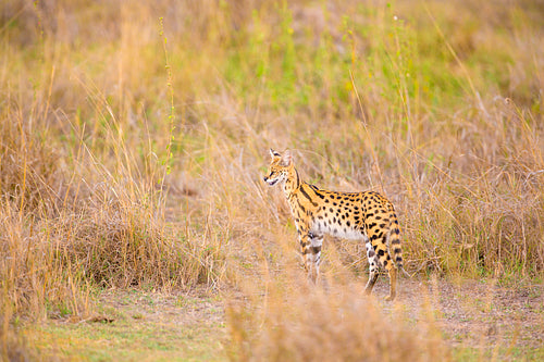 Wild serval looking after prey in Serengeti