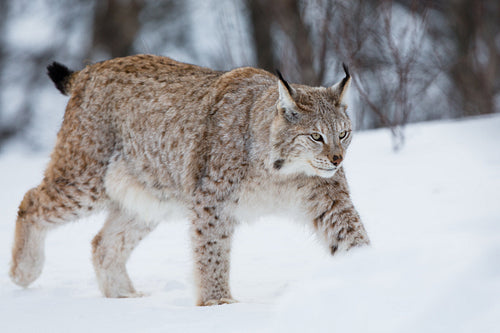 Lynx walking in the snow