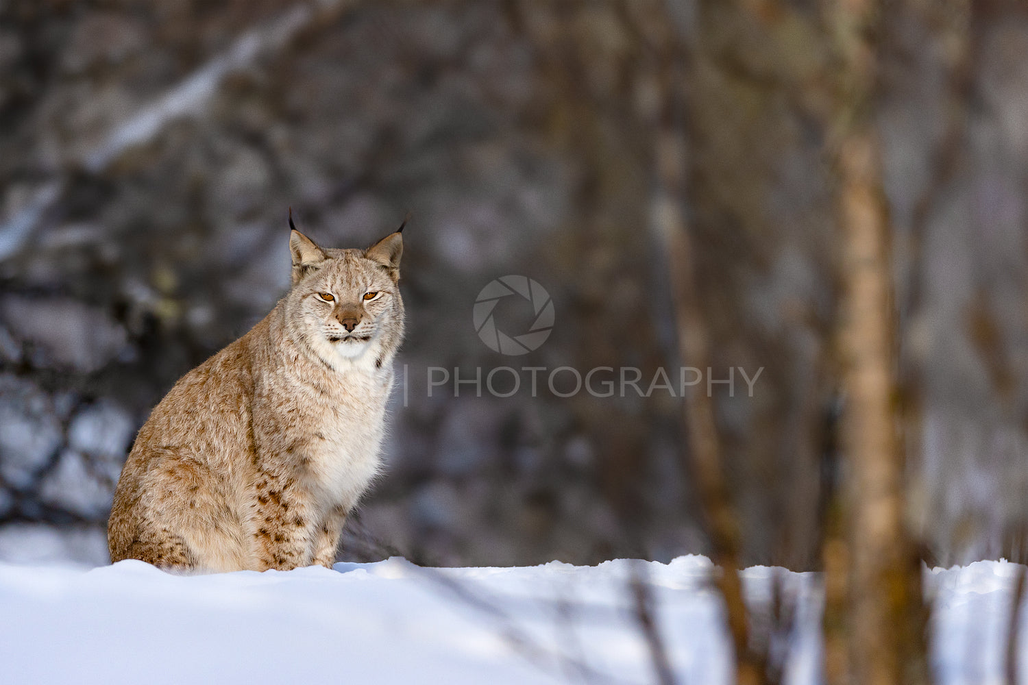 Portrait of Eurasian lynx on snow in nature
