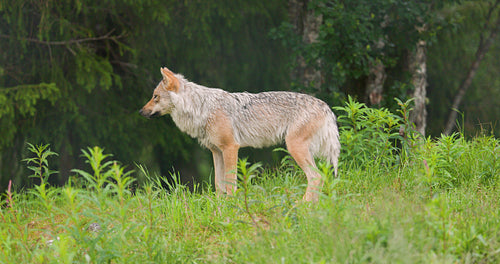 Gray Wolf Stretching in a Grassy Field in the Forest a Rainy Day