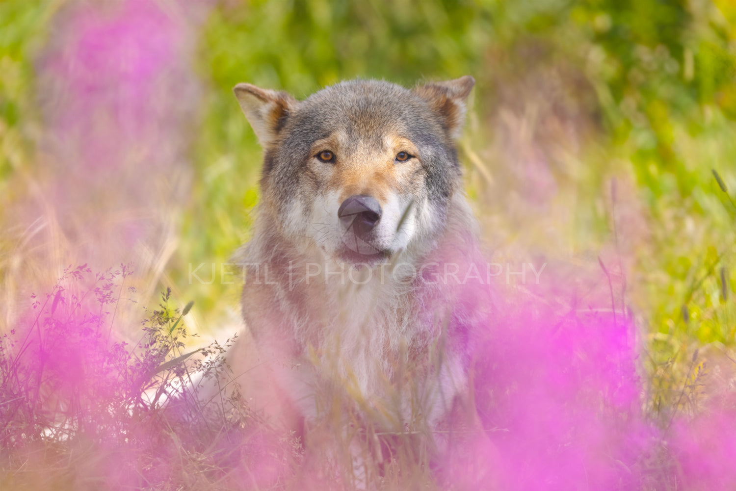 Large male adult grey wolf resting in grass meadow in the forest