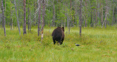 Wild adult brown bear walking into the forest