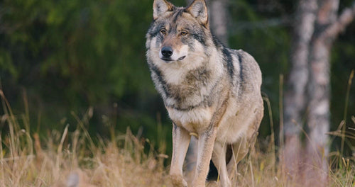Large male grey wolf looking for prey in the forest