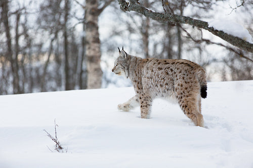 Lynx walking in the snow
