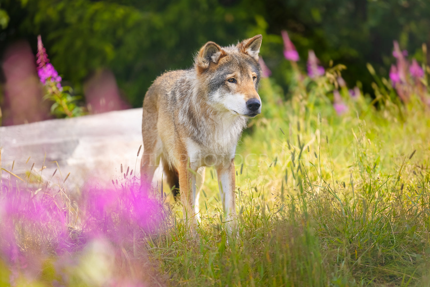 Beautiful large adult male grey wolf in beautiful grass meadow in the forest