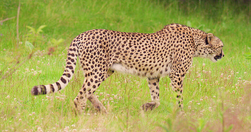 Cheetah walking on field in forest