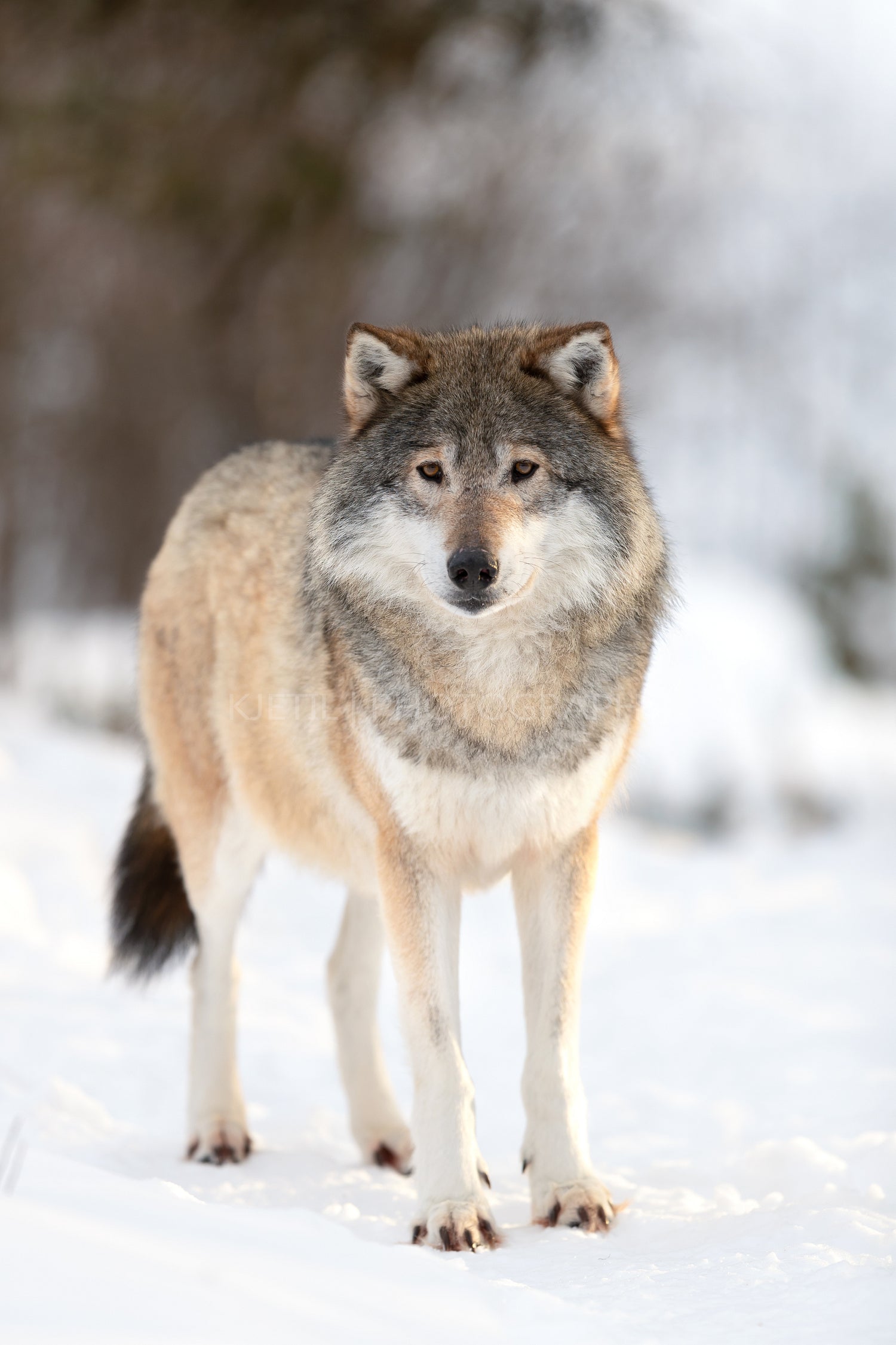 Portrait of brown wolf on snow covered field in the forest