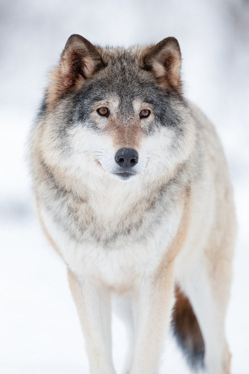 Eurasian wolf looking away in a white winter landscape