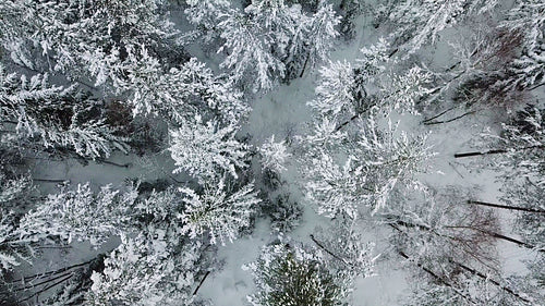Flying up directly above large forest in the cold winter