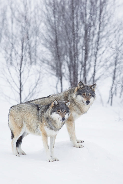 Three Wolves in the Snow