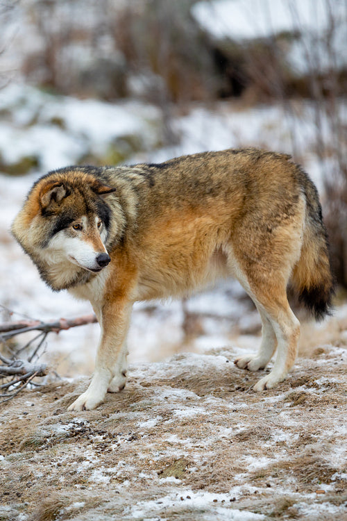 Adult male wolf standing in the forest in early winter