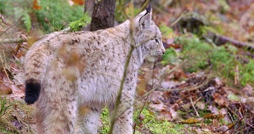 Cute european lynx cub cat in the woods
