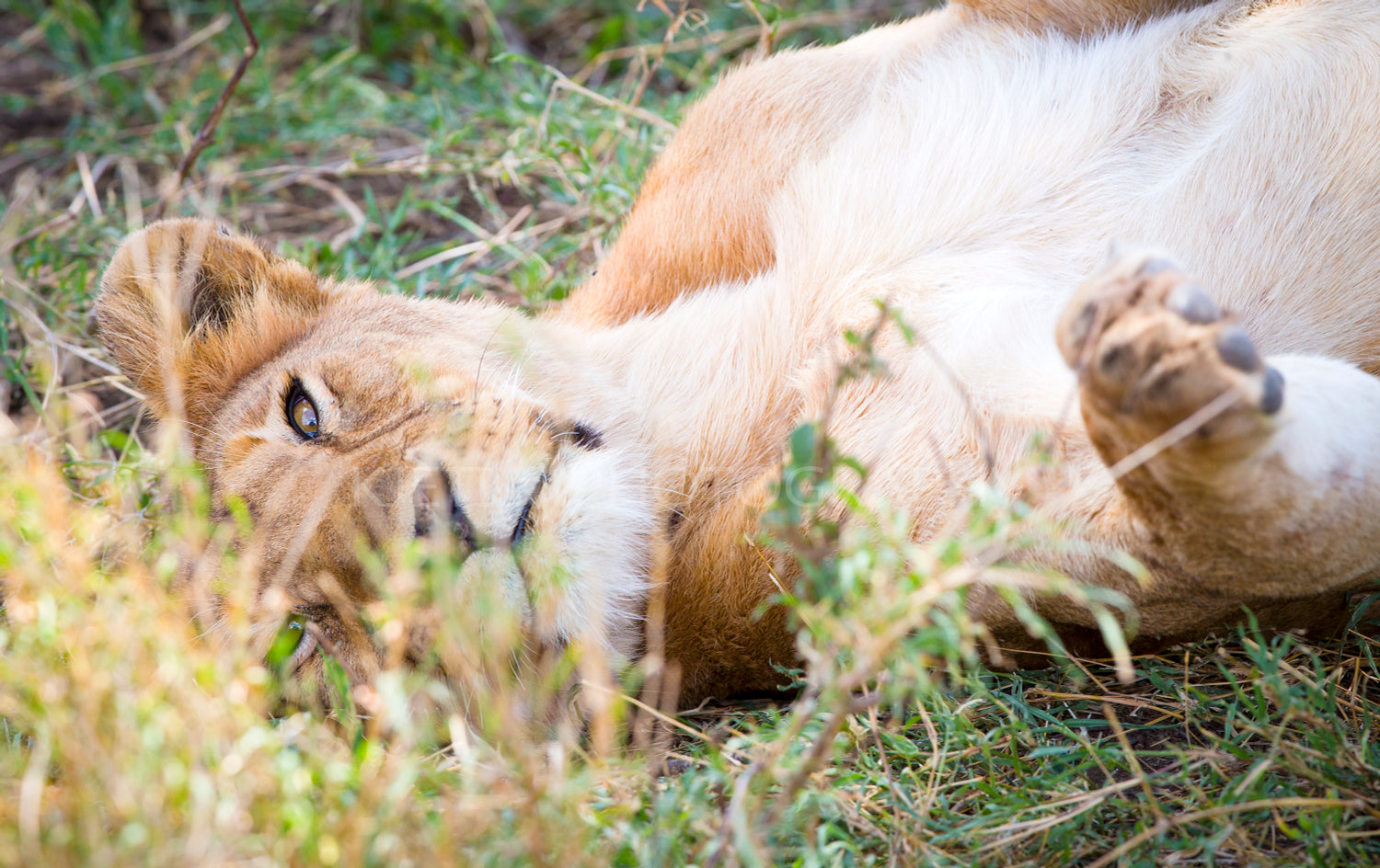 Cute young lion plays in grass at the savannah