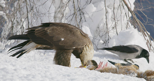 Detailed view of golden eagle eating on dead fox in the mountains at winter