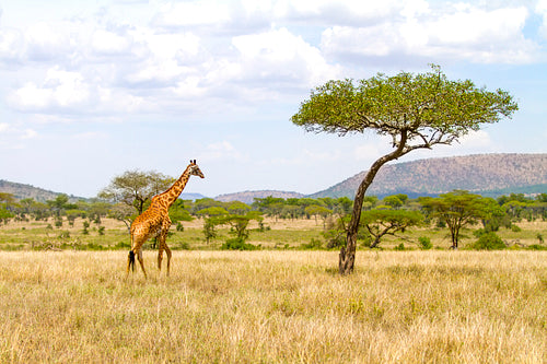 Large giraffe walks at the plains of Africa