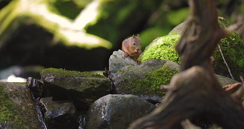Environmental portrait of red squirrel looking for food at the forest floor