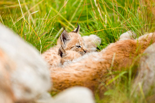 Lynx mother Resting With Cute Cubs on the Grass At Forest