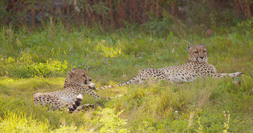 Two large adult cheetahs rest and relaxing in the grass