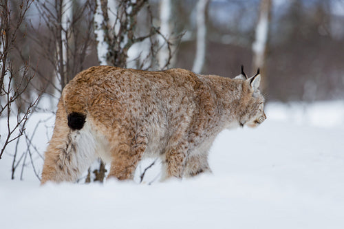 Lynx in the snow in forest