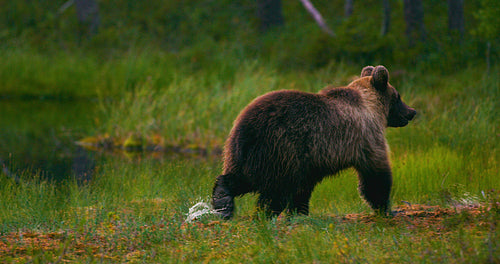 Young brown bear walking free in the forest looking for food