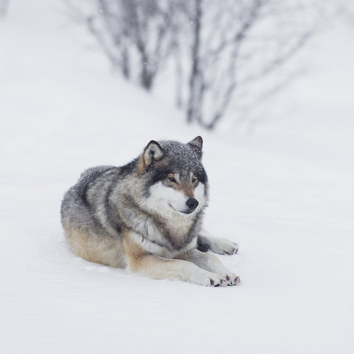 One Wolf resting in the Snow