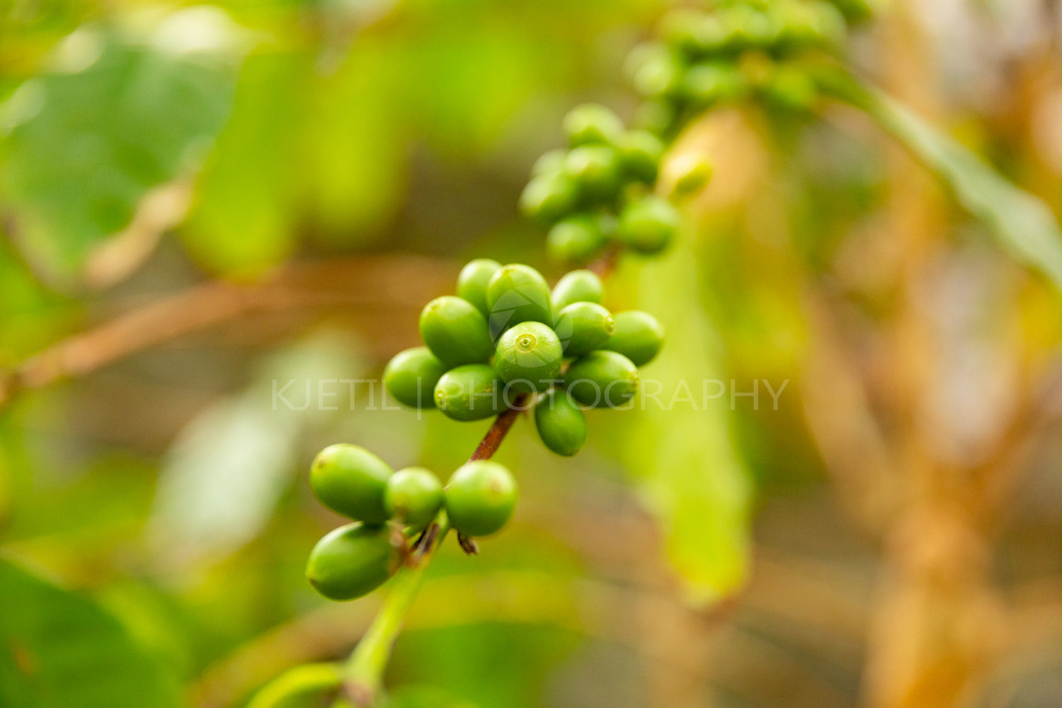 Fresh Green Coffee Fruits Growing In Farm