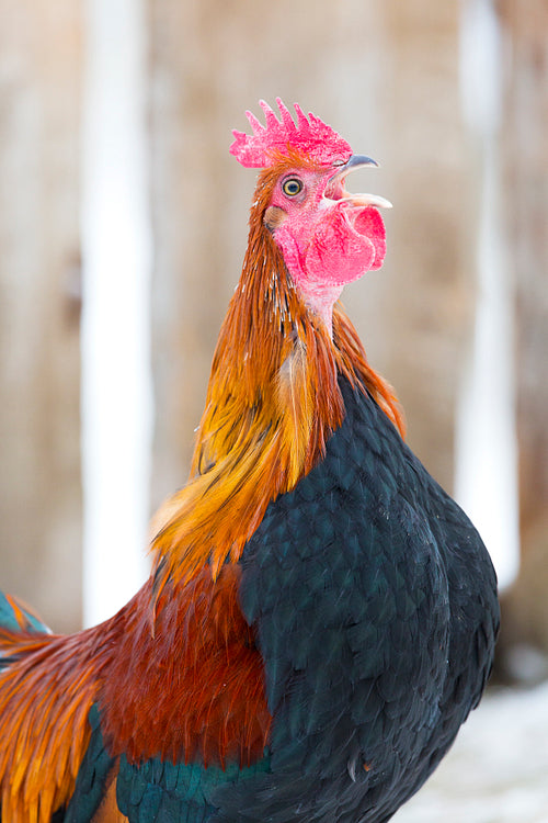 Crowing rooster on farm