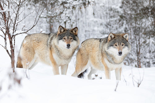 Two beautiful wolves in cold winter landscape