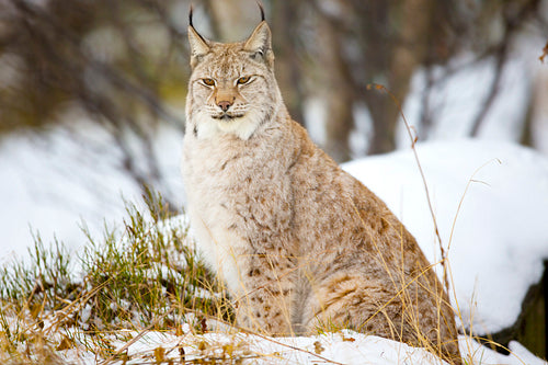 Beautiful lynx cat sitting in the winter forest