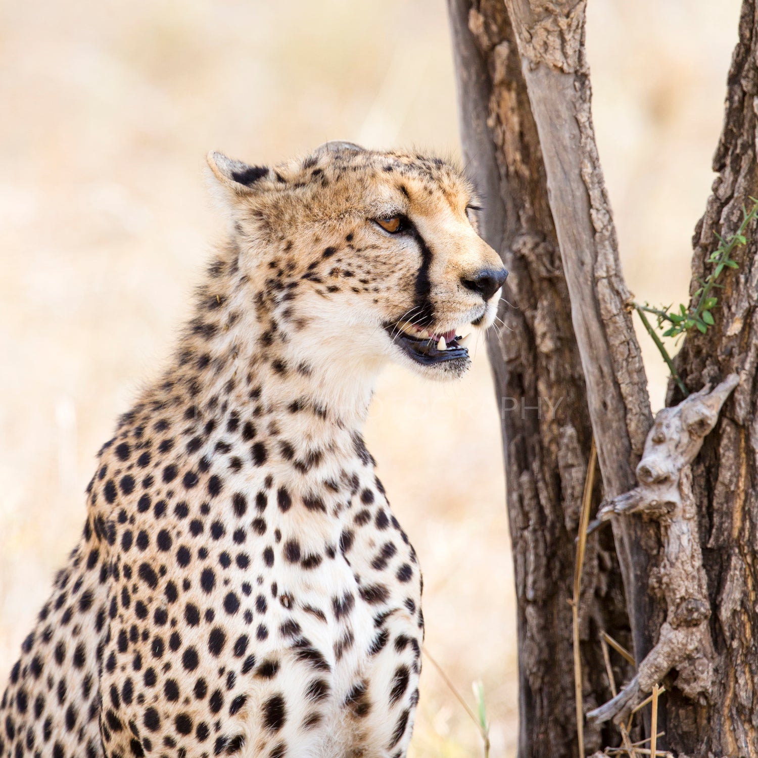 Cheetah of the Serengeti plains