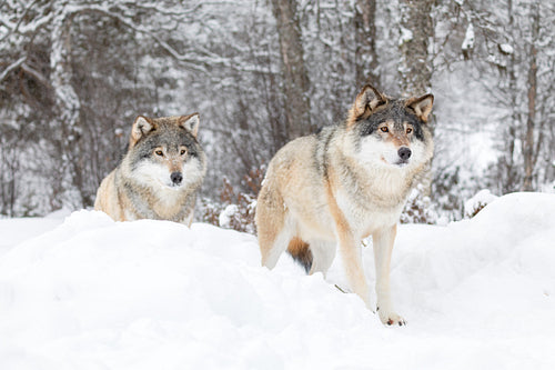 Two magnificent wolves in wolf pack in cold winter forest
